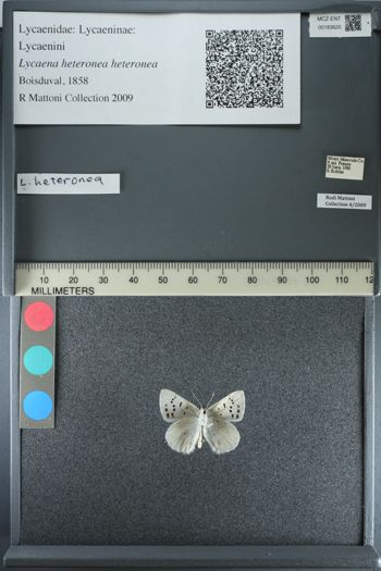 Media type: image;   Entomology 183620